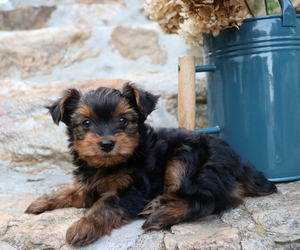 Yorkshire Terrier Puppy for sale in HONEY BROOK, PA, USA