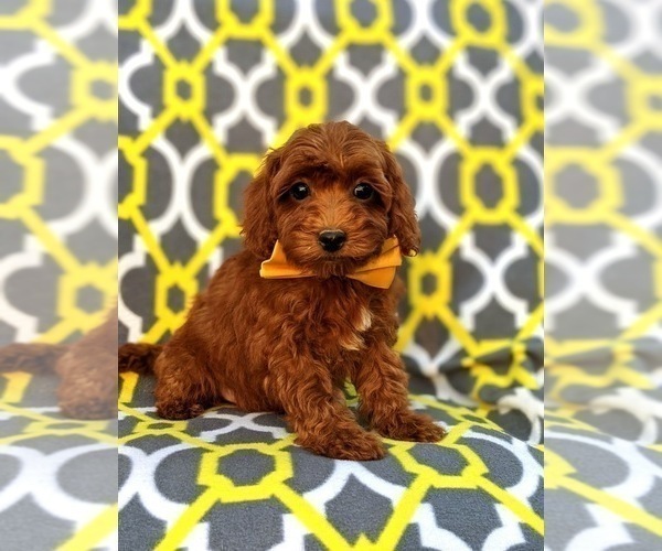 Medium Photo #4 Poodle (Miniature) Puppy For Sale in OXFORD, PA, USA