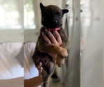 Small Photo #9 Belgian Malinois Puppy For Sale in FRESNO, CA, USA