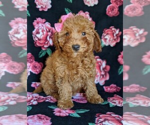 Goldendoodle Puppy for sale in LANCASTER, PA, USA