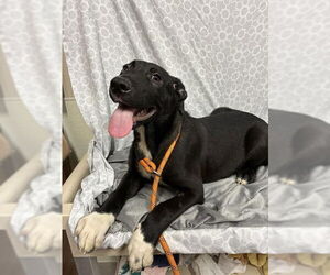 Medium Labrador Retriever Mix