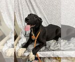 Small Labrador Retriever Mix