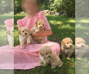 Bichon Frise-Poodle (Standard) Mix Puppy for sale in STEVENS, PA, USA