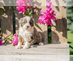 Puppy Melody Miniature Bernedoodle