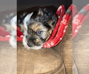 Yorkshire Terrier Puppy for sale in UPPER MARLBORO, MD, USA