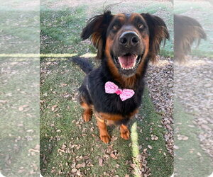 Daisy Ann - Adopt Me! - Female German Shepherd Dog-Unknown Mix Dog for Adoption - Photo #9