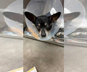 Chihuahua Dogs for adoption in Downey, CA, USA