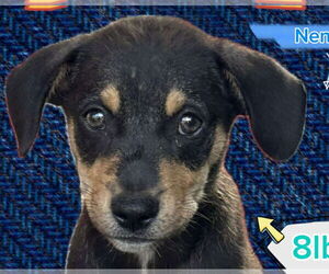 Labrador Retriever-Unknown Mix Dogs for adoption in Jefferson, NJ, USA