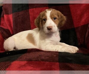 Brittany Puppy for sale in UNION, MO, USA