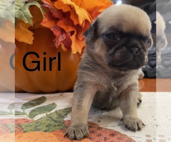 Full screen Photo #6 Pug Puppy For Sale in ELLENVILLE, NY, USA