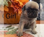 Small Photo #6 Pug Puppy For Sale in ELLENVILLE, NY, USA