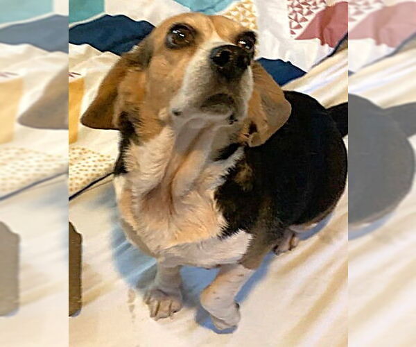 Medium Photo #5 Beagle Puppy For Sale in Dunnellon, FL, USA