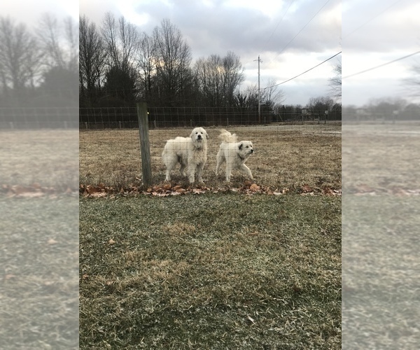 Medium Photo #13 Great Pyrenees Puppy For Sale in BAZETTA, OH, USA