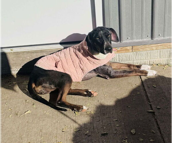 Medium Photo #4 Catahoula Leopard Dog-Unknown Mix Puppy For Sale in Coralville, IA, USA