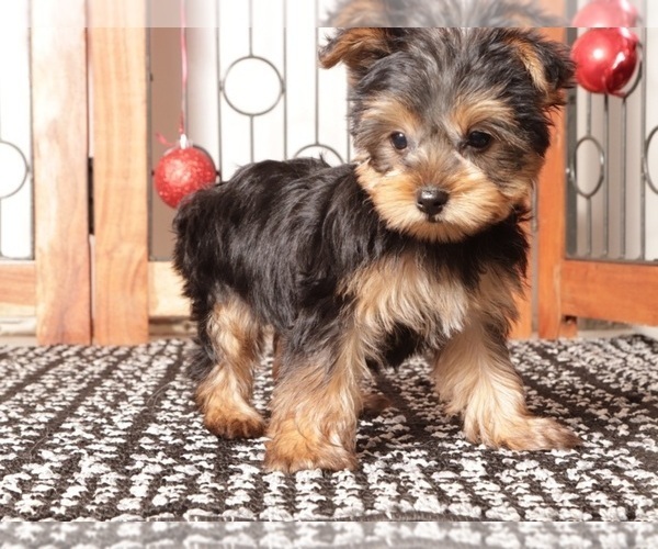 Medium Photo #4 Yorkshire Terrier Puppy For Sale in NAPLES, FL, USA