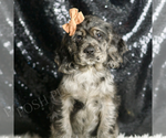 Small #4 Cocker Spaniel