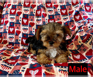 Yorkshire Terrier Puppy for sale in AMSTERDAM, MO, USA