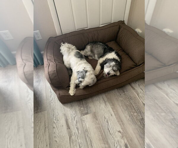 Medium Photo #2 Aussiedoodle Miniature  Puppy For Sale in Aurora, IN, USA