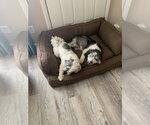 Small #1 Aussiedoodle Miniature 