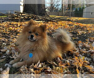 Pomeranian Dogs for adoption in St. Louis Park, MN, USA
