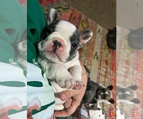 Medium Photo #1 French Bulldog Puppy For Sale in TUTTLE, OK, USA