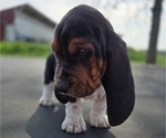Small #9 Basset Hound