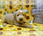 Puppy Moby Labradoodle