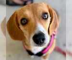 Small #8 Beagle Mix
