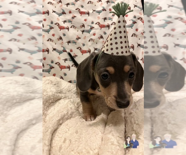Medium Photo #20 Dachshund Puppy For Sale in LAKEBAY, WA, USA