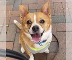 Small Pembroke Welsh Corgi Mix