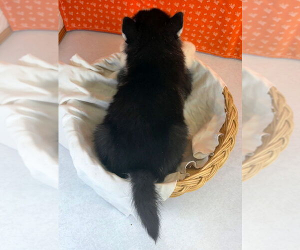 Medium Photo #12 Siberian Husky Puppy For Sale in MOUNT AYR, IA, USA