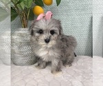 Small #3 Maltipoo (Toy)