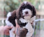 Puppy Milk Dud Cavapoo-Miniature Bernedoodle Mix