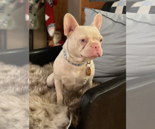 Medium Photo #3 French Bulldog Puppy For Sale in St. Louis Park, MN, USA