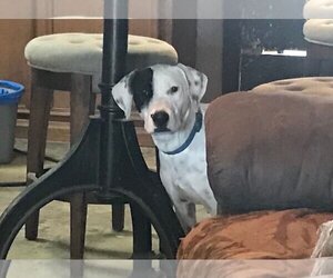 Dalmatian-Labrador Retriever Mix Dogs for adoption in Rockdale, TX, USA