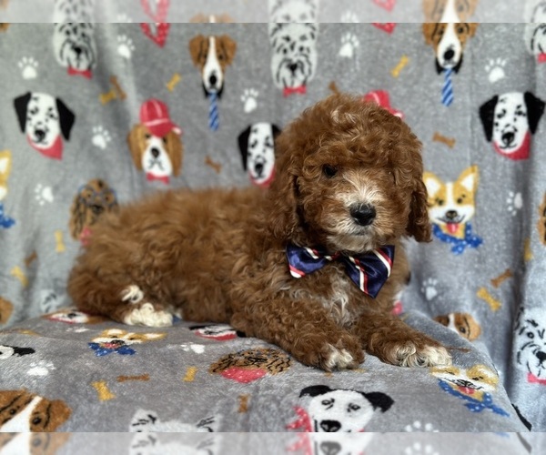 Medium Photo #9 Cavapoo Puppy For Sale in LAKELAND, FL, USA