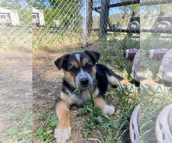 Medium Photo #1 Mutt Puppy For Sale in Paso Robles, CA, USA