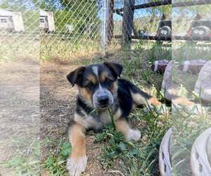 Mutt Dogs for adoption in Paso Robles, CA, USA