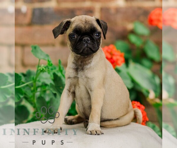 Medium Photo #2 Pug Puppy For Sale in ORRSTOWN, PA, USA