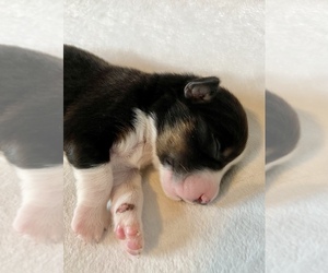 Australian Shepherd Puppy for sale in LODA, IL, USA