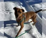 Small Photo #148 Mutt Puppy For Sale in Kanab, UT, USA