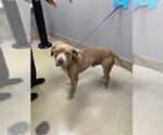 Small Mutt