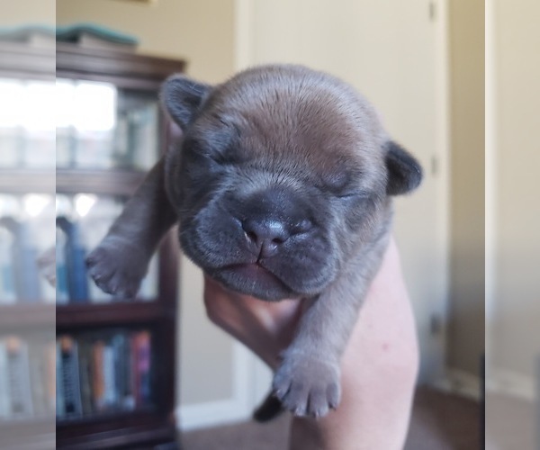 Medium Photo #3 French Bulldog Puppy For Sale in PASCO, WA, USA