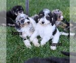 Puppy POPPY Bernedoodle-Golden Mountain Dog Mix