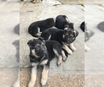 Small Photo #5 German Shepherd Dog Puppy For Sale in MEMPHIS, TN, USA