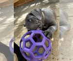 Small Photo #7 Cane Corso Puppy For Sale in PINE GROVE, CA, USA
