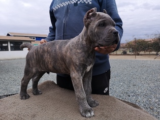Cane Corso Puppy for sale in PORTERVILLE, CA, USA