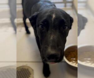 Labrador Retriever-Unknown Mix Dogs for adoption in Sugar Land, TX, USA