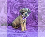 Small Photo #1 Fox Terrier (Toy)-Poodle (Toy) Mix Puppy For Sale in LINCOLN UNIV, PA, USA