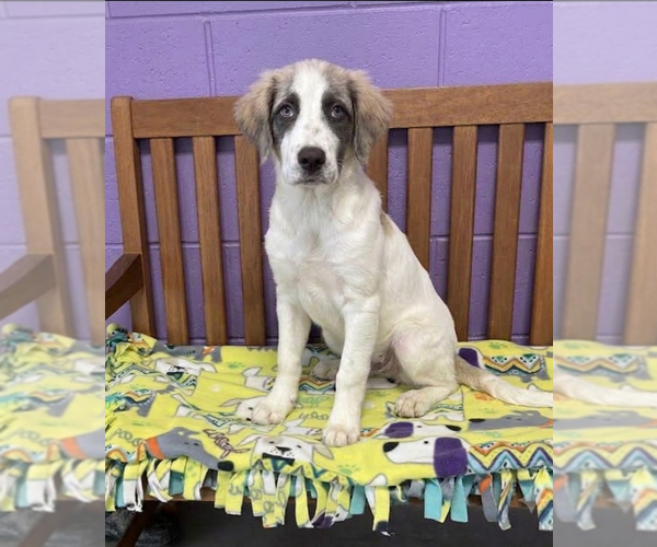 Medium Photo #1 Aussie Pyrenees Puppy For Sale in Genesee, WI, USA